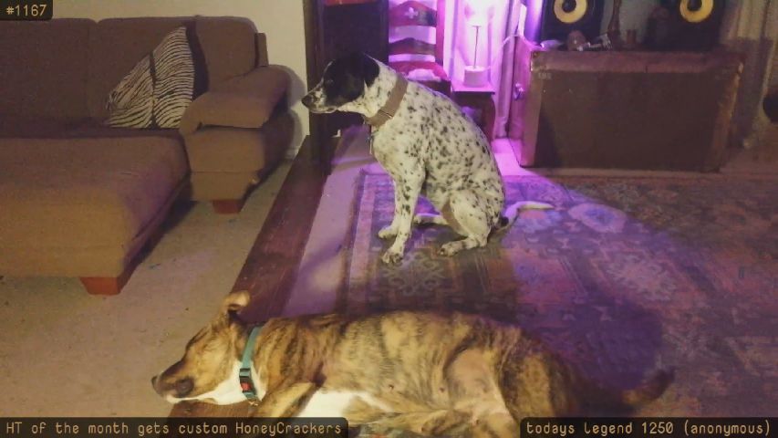honeytits_ live