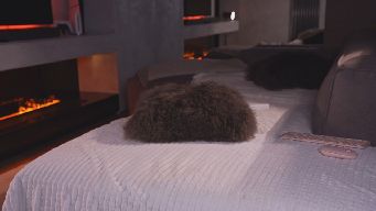 AlexisGraysX - Hi im Alexis) My goal 5486 is anal show) Pm 60 tokens