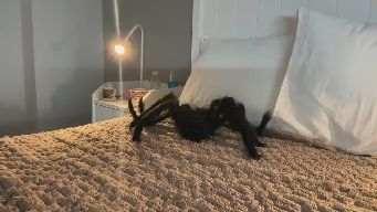 SweetTits20 - 3500- naughty tease ) hi guys ) pm-150 / lovense-on